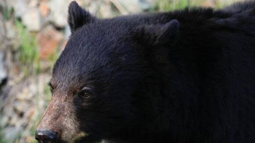 Massachusetts Black Bears Are Expanding Their Range — And These Areas See Many of Them Massachusetts Black Bears Are Expanding Their Range — And These Areas See Many of Them