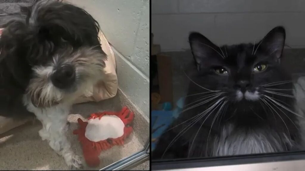 Massachusetts Lawmakers Weigh Pet Store Ban as They Reconcile Statewide Animal Welfare Bill Massachusetts Lawmakers Weigh Pet Store Ban as They Reconcile Statewide Animal Welfare Bill