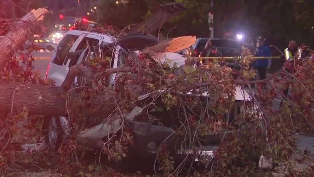 1 Injured After Tree Falls Onto Vehicles in Los Feliz 1 Injured After Tree Falls Onto Vehicles in Los Feliz