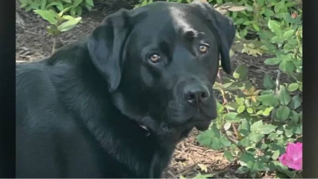 Animal Cruelty Charge Dropped Against Wheeling Pet Resort Owner After Dog Dies in Hot Van Animal Cruelty Charge Dropped Against Wheeling Pet Resort Owner After Dog Dies in Hot Van