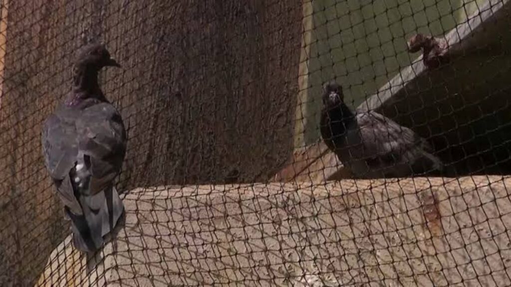Bayonne Bridge Netting Traps Pigeons as City Works to Free Birds Bayonne Bridge Netting Traps Pigeons as City Works to Free Birds