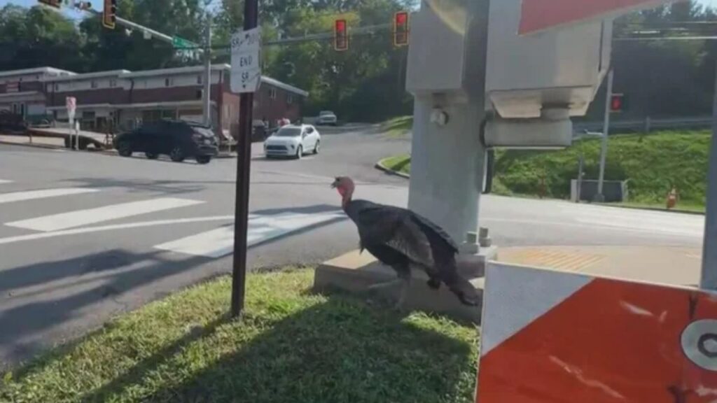Bethel Park’s Turkey Tom Keeps Stopping Traffic, and Feeding Him May Be the Reason Bethel Park’s Turkey Tom Keeps Stopping Traffic, and Feeding Him May Be the Reason