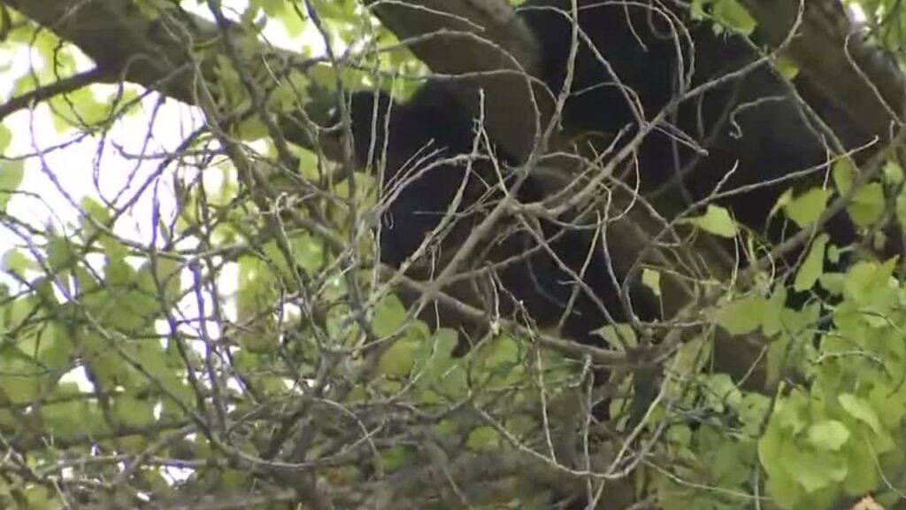Black Bear Spotted in Tree at Santa Fe’s Fort Marcy Park Ahead of Zozobra Black Bear Spotted in Tree at Santa Fe’s Fort Marcy Park Ahead of Zozobra