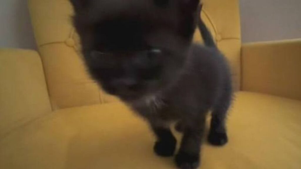 Broward Driver Rescues Kitten After She Was Thrown From Moving Truck Into Traffic Broward Driver Rescues Kitten After She Was Thrown From Moving Truck Into Traffic