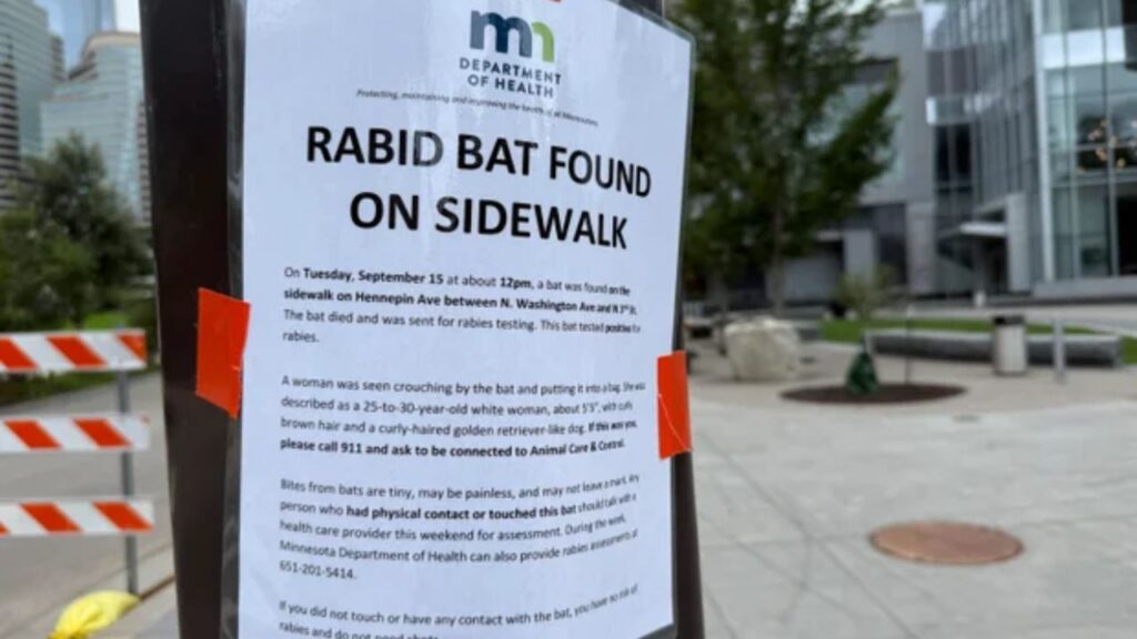 Health Officials Seek Woman Seen Handling Rabid Bat in Downtown Minneapolis Health Officials Seek Woman Seen Handling Rabid Bat in Downtown Minneapolis