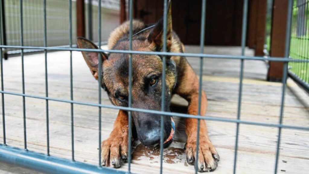 Jeannette Man Charged After Pit Bull Attacks Police K-9 During Warrant Search Jeannette Man Charged After Pit Bull Attacks Police K-9 During Warrant Search