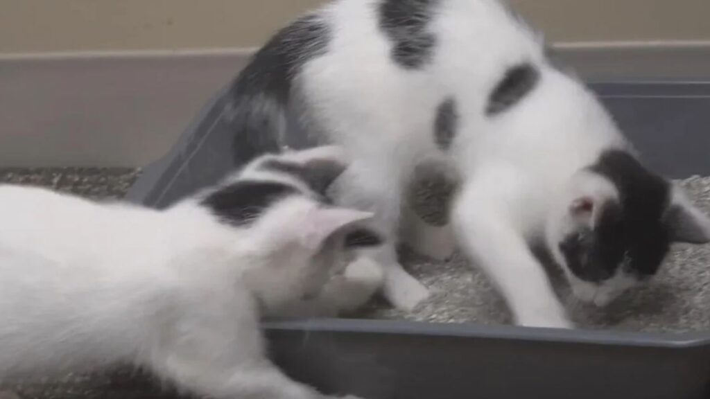 McKeesport Housing Authority Seeks Help Identifying Man Seen Abandoning Two Kittens McKeesport Housing Authority Seeks Help Identifying Man Seen Abandoning Two Kittens
