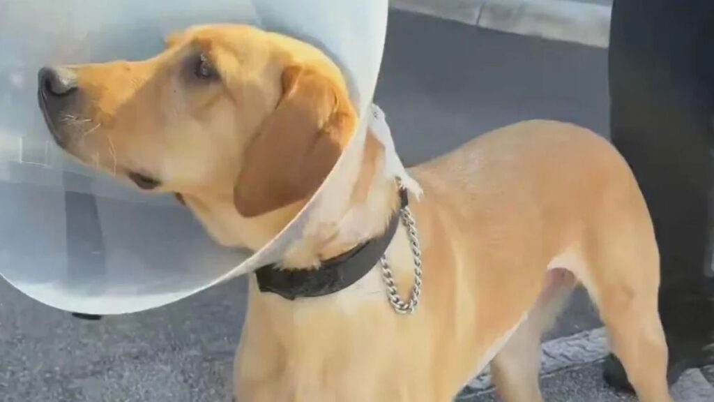 Miami Gardens Police K-9 Gael Released From Hospital After Weeklong Disappearance Miami Gardens Police K-9 Gael Released From Hospital After Weeklong Disappearance