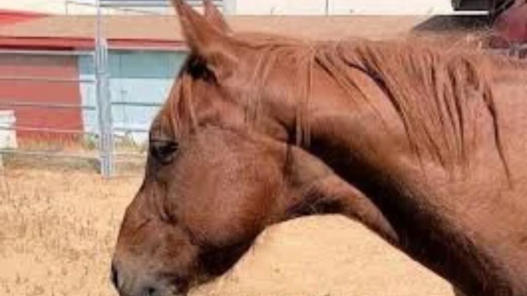 Sick Pony Dolly Rescued After Being Seen on South Los Angeles Streets Sick Pony Dolly Rescued After Being Seen on South Los Angeles Streets