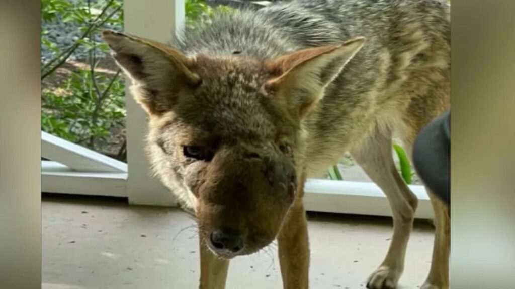 Studio City Coyote Wendy Euthanized After Severe Jaw Infection, Pellets Found in Her Head Studio City Coyote Wendy Euthanized After Severe Jaw Infection, Pellets Found in Her Head