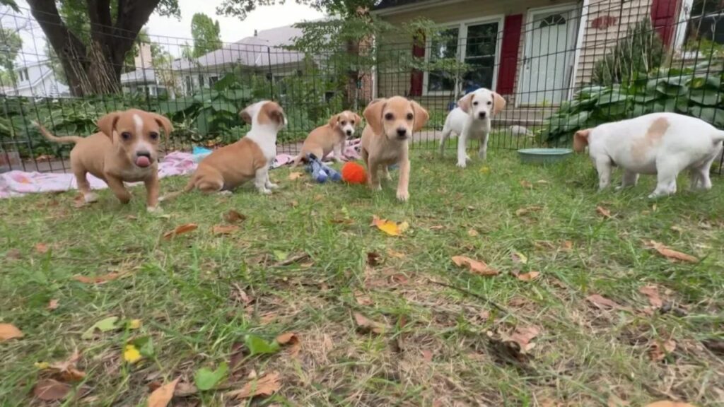 Ten Puppies Rescued From Kentucky Mountainside Are Now Looking for Homes in Minnesota Ten Puppies Rescued From Kentucky Mountainside Are Now Looking for Homes in Minnesota
