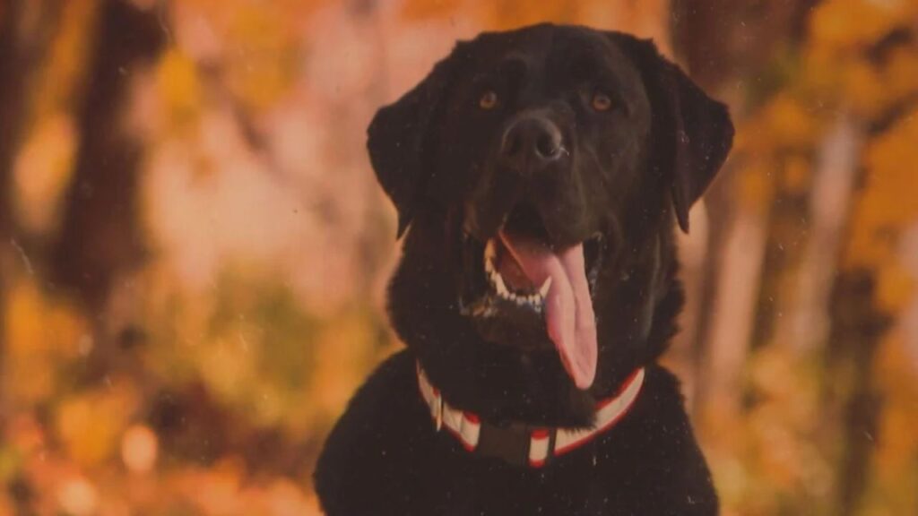 Wheeling Family Seeks Answers After Dog Dies in Pet Resort Van During Extreme Heat