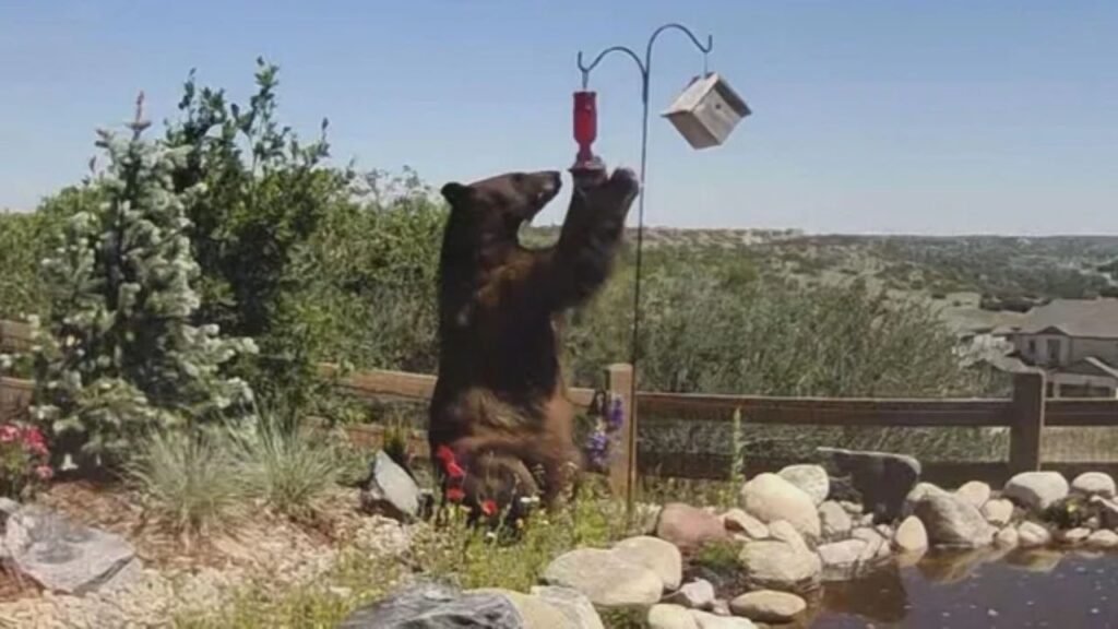 Colorado Man Charged After Shooting of Beloved Mama Bear Near Castle Rock Colorado Man Charged After Shooting of Beloved Mama Bear Near Castle Rock
