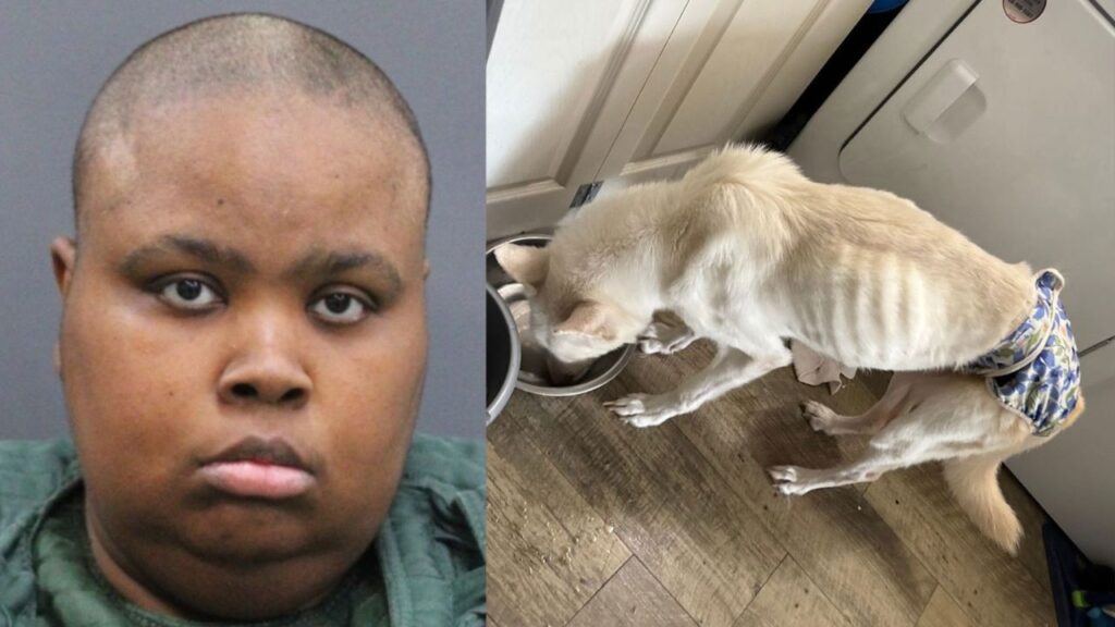 El Paso Woman Charged After Four Dogs Found Malnourished at Home