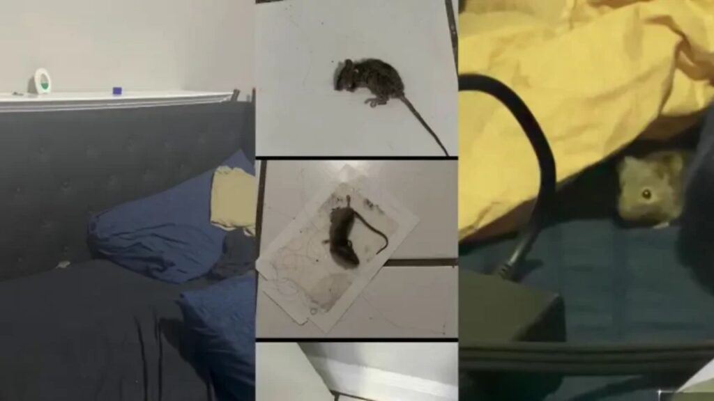Hartford Mother and Four Children Forced Into Temporary Housing After Severe Mouse Infestation Hartford Mother and Four Children Forced Into Temporary Housing After Severe Mouse Infestation