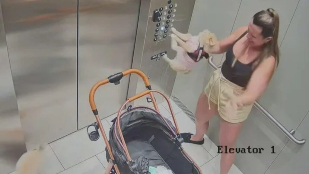 Hialeah Woman Faces Felony Animal Cruelty Charges After Surveillance Video Shows Alleged Dog Abuse Hialeah Woman Faces Felony Animal Cruelty Charges After Surveillance Video Shows Alleged Dog Abuse