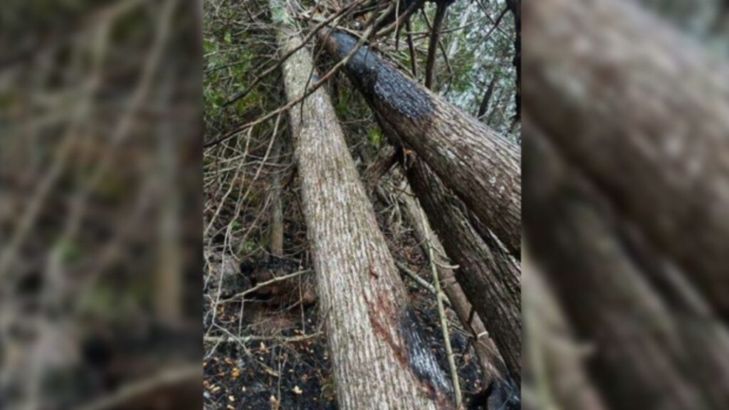 Lightning Confirmed as Cause of One Michigan Wildfire as Three Blazes Burn Across the Upper Peninsula Lightning Confirmed as Cause of One Michigan Wildfire as Three Blazes Burn Across the Upper Peninsula