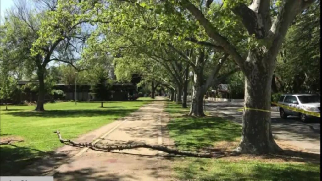 Man Struck by Falling Tree Limb at Sacramento Park Wins $33.3 Million Jury Award Man Struck by Falling Tree Limb at Sacramento Park Wins $33.3 Million Jury Award