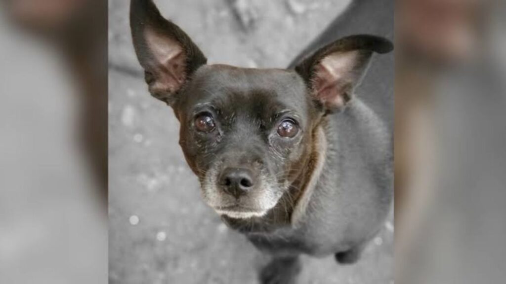 Oakland Family Demands Action After 12-Year-Old Dog Dies in Brutal Attack at City Park Oakland Family Demands Action After 12-Year-Old Dog Dies in Brutal Attack at City Park