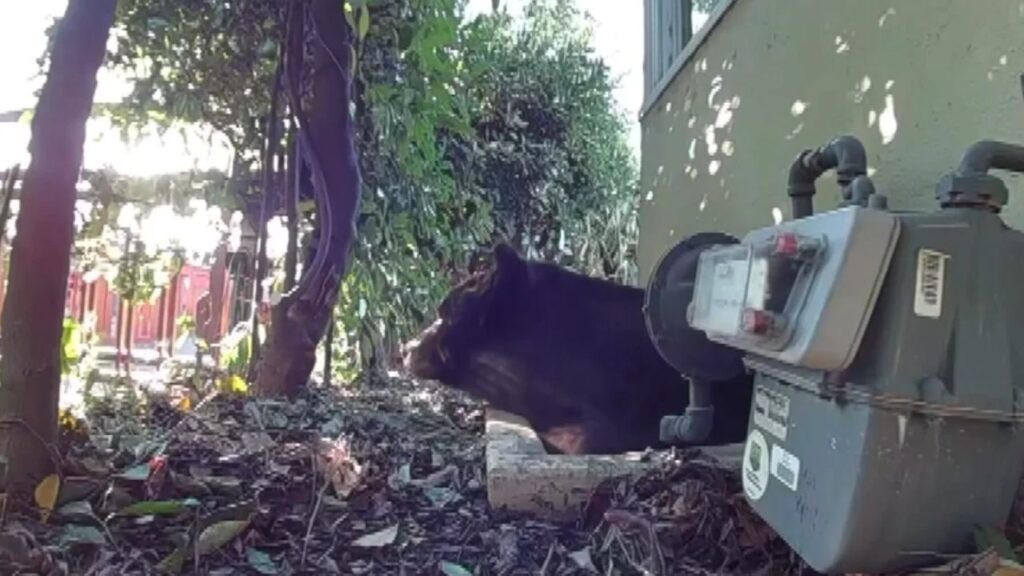 Wildlife Biologist Starts Bear-Proofing Business as LA County Homeowners Face Wildlife Challenges